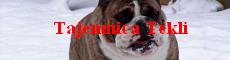 tajemnica tekli - bulldog, english bulldog, bulldog in poland ou pologne or polish